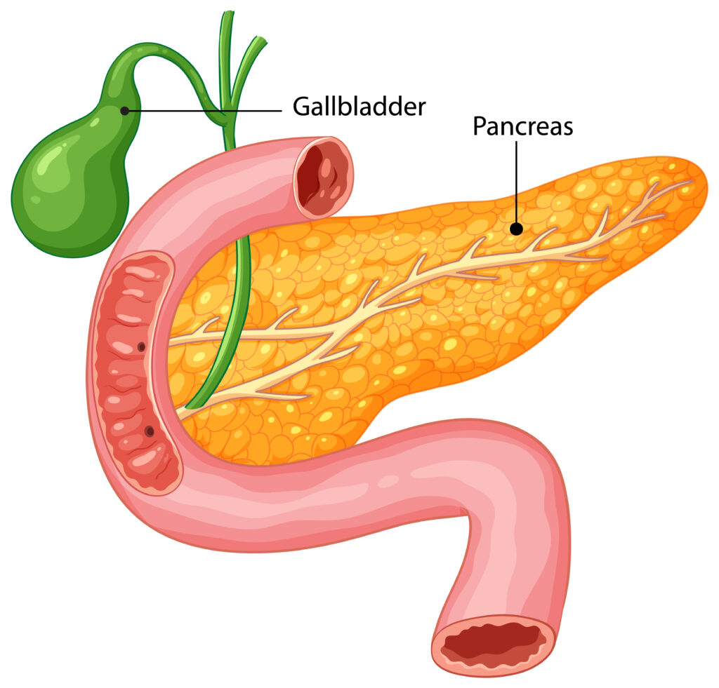 gallbladder