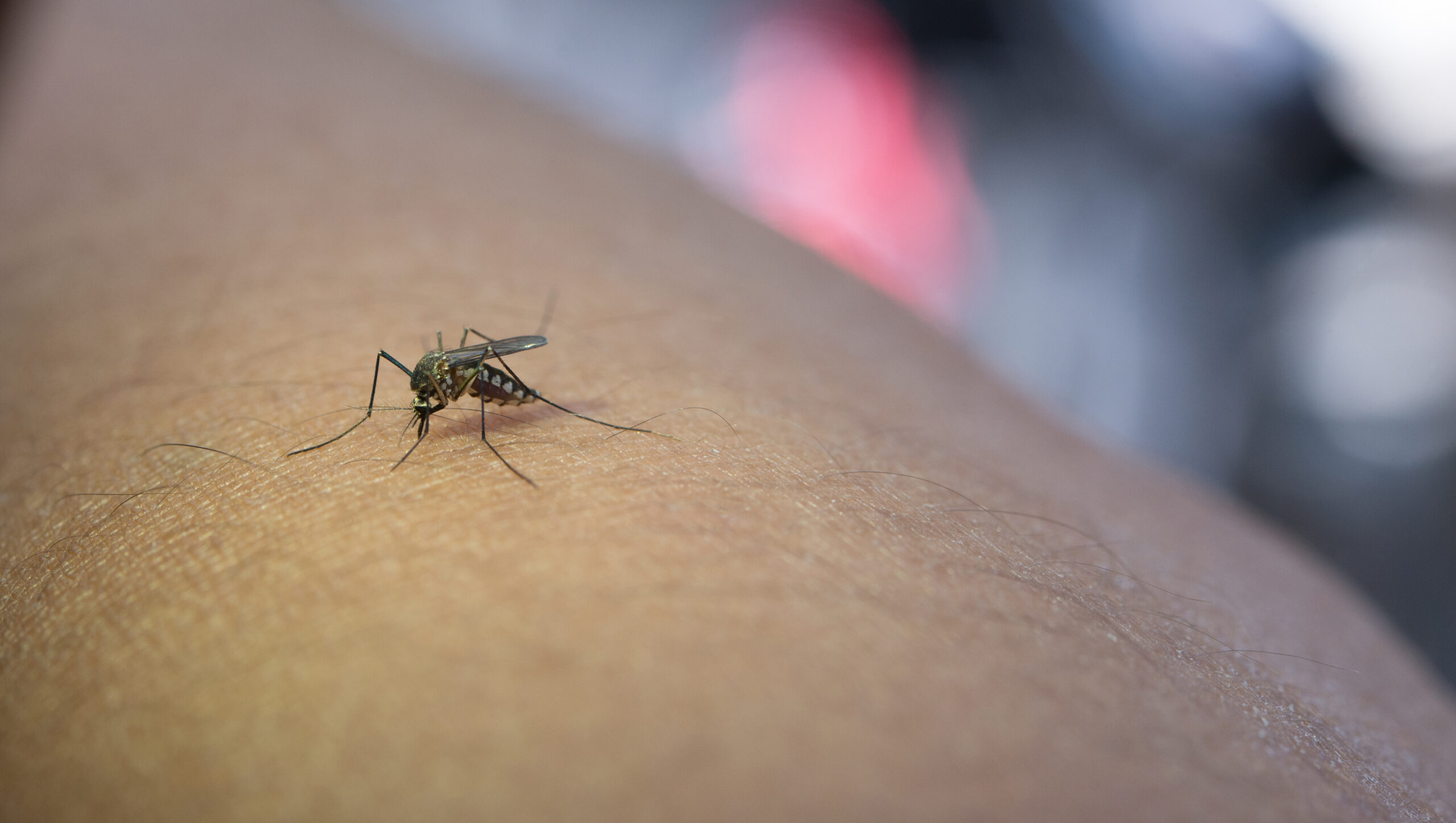 Zika virus